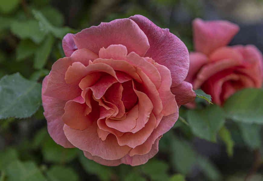 Rosa roja - parque de Cervantes - Barcelona - Catalunya 5.jpg